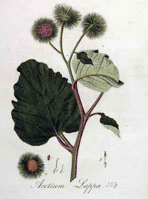 Arctium lappa L.