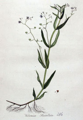 Grassleaf speedwell Grassleaf speedwell