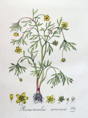 Ranunculus arvensis L.