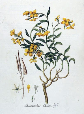 Wallflower Wallflower