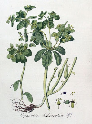 Euphorbia helioscopia L.