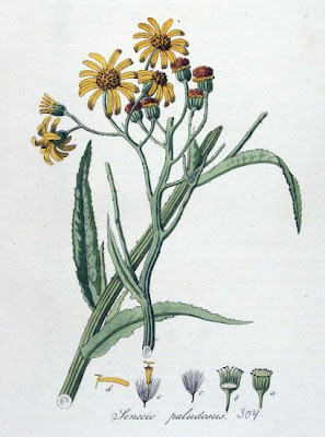 Fen Ragwort