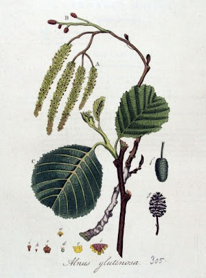 Alnus glutinosa,
black alder,
European alder,
European black alder,
Ontano comune,
Sticky Alder,
swartels