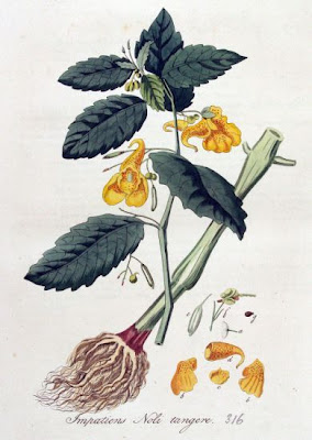 Balsam Balsam