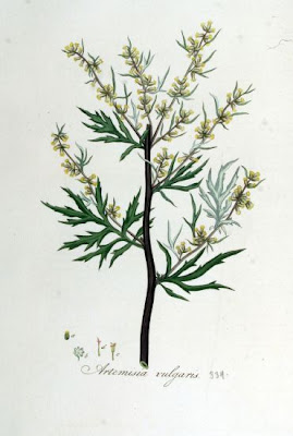 Wormwood