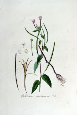 Broad Leaved Willowherb Broad Leaved Willowherb