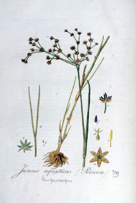 Juncus aquaticus