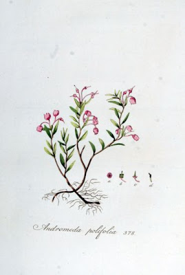 Andromeda,
bog rosemary Andromeda,
bog rosemary
