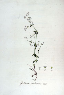 Caglio delle paludi Caglio delle paludi