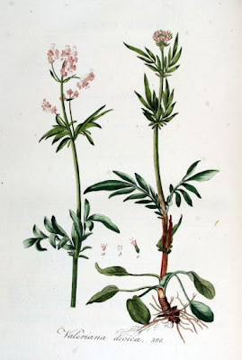 Valeriana dioica,
marsh valerian,
marsh valeriana,
Valeriana palustre,
woods valerian