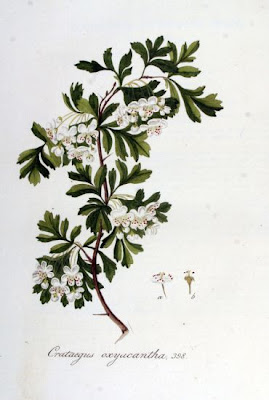Biancospino selvatico Biancospino selvatico