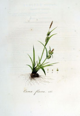 Carex flava L.