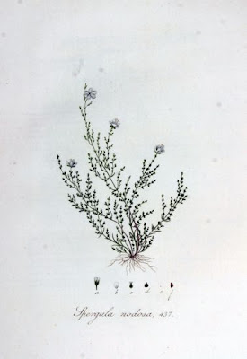 Knotted pearlwort Knotted pearlwort