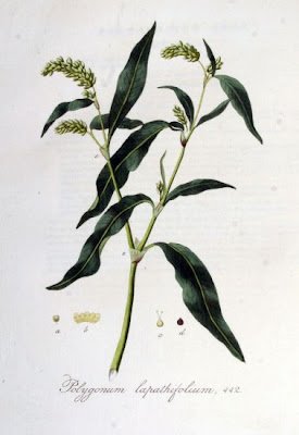 Erva-de-bicho-pruinosa