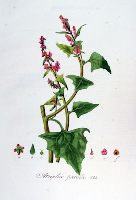 Halberd-leaf orache