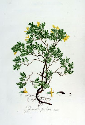 Ginestra tubercolosa Ginestra tubercolosa