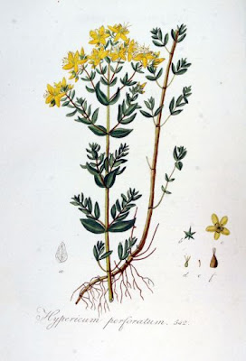 Common St. Johnswort Common St. Johnswort