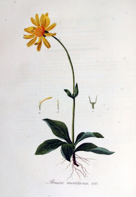 European arnica