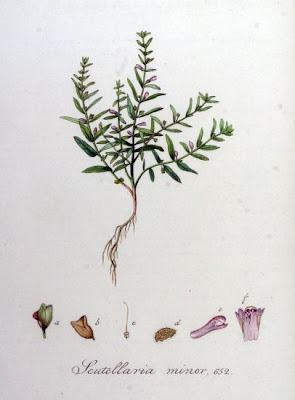 Scutellaria minor Hudson
