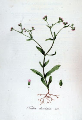 Fedia dentata
