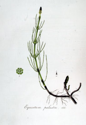 Equisetum palustre L.