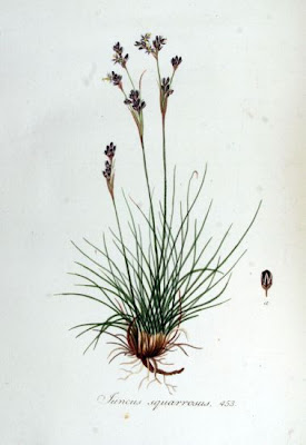 Giunco delle torbiere