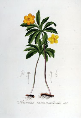 Anemonoides ranunculoides (L.) Holub