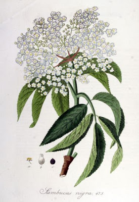 Elder