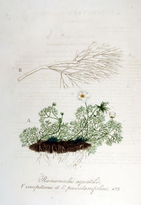 Ranunculus aquatilis L.