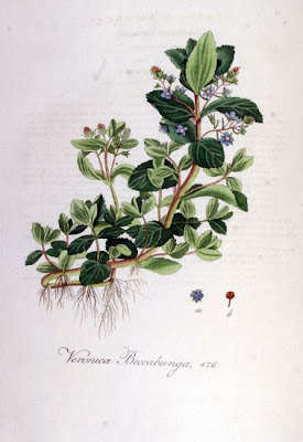 Brooklime Brooklime