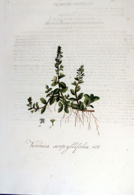 Brightblue speedwell Brightblue speedwell