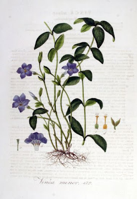 Common periwinkle Common periwinkle