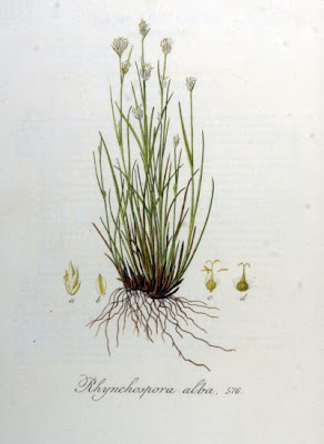 Rhynchospora alba (L.) Vahl
