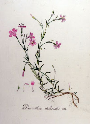 Maiden pink Maiden pink