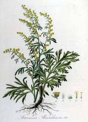 Echter Wermut
