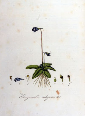 Butterwort Butterwort