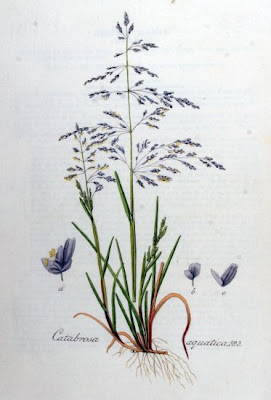 Water whorlgrass