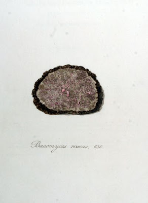 Baeomyces roseus