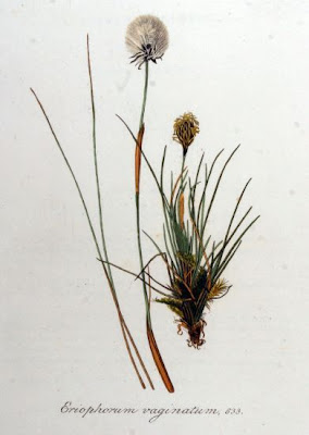 Eriophorum vaginatum L.