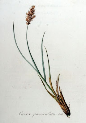 Carex paniculata L.