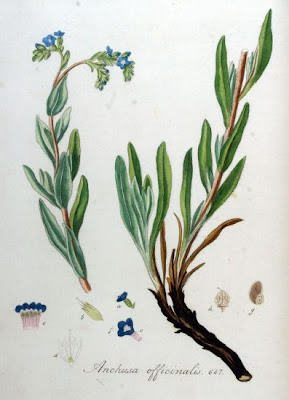 Buglosse officinale Buglosse officinale