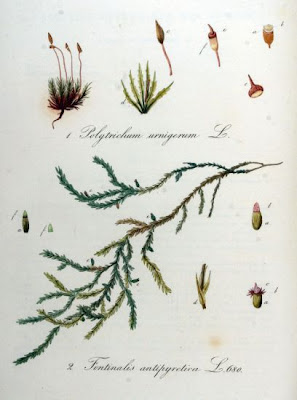 Giant antifever fontinalis moss