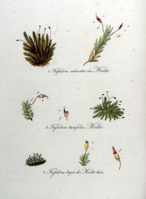 Fissidens moss Fissidens moss