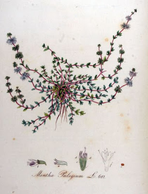 Mentha pulegium L.