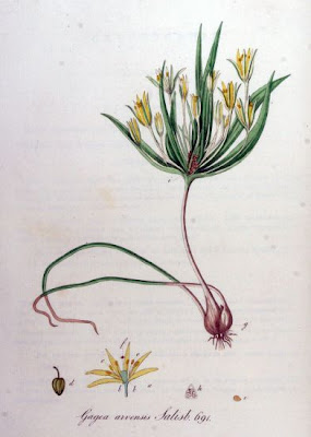 Gagea arvensis,
Cipollaccio dei campi