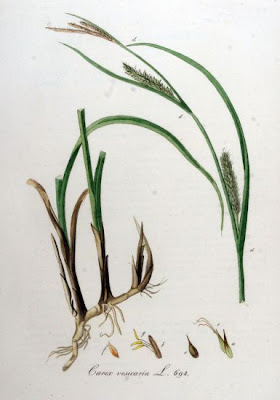 Laurent's sedge Laurent's sedge