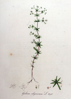 Fen bedstraw Fen bedstraw