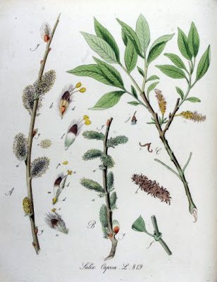 Goat willow Goat willow