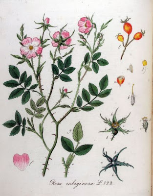 Eglantine Eglantine