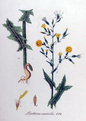 Lactuca scariola